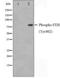 Flk antibody, orb229624, Biorbyt, Western Blot image 