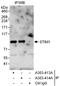 Sim antibody, A303-413A, Bethyl Labs, Immunoprecipitation image 