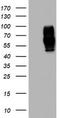 SCARA1 antibody, TA802827AM, Origene, Western Blot image 