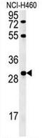 Heparin-binding growth factor 2 antibody, AP51656PU-N, Origene, Western Blot image 