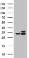 Ribosomal Protein L7a antibody, TA811795, Origene, Western Blot image 