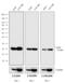 Mouse IgG antibody, 31431, Invitrogen Antibodies, Western Blot image 