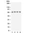 Cryptochrome Circadian Regulator 2 antibody, R32258, NSJ Bioreagents, Western Blot image 