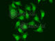 Cell Division Cycle 5 Like antibody, A5560, ABclonal Technology, Immunofluorescence image 