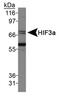 HIF3-alpha-1 antibody, PA1-46117, Invitrogen Antibodies, Western Blot image 