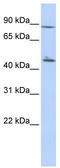Adenylate Kinase 9 antibody, TA333502, Origene, Western Blot image 
