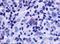 Psychosine receptor antibody, NLS1627, Novus Biologicals, Immunohistochemistry paraffin image 