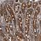 Coiled-Coil Domain Containing 43 antibody, NBP1-83536, Novus Biologicals, Immunohistochemistry frozen image 