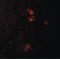 Caveolae Associated Protein 3 antibody, LS-B10191, Lifespan Biosciences, Immunofluorescence image 