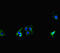 Mitochondrially Encoded Cytochrome C Oxidase I antibody, LS-C678698, Lifespan Biosciences, Immunofluorescence image 