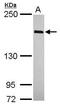 Wings apart-like protein homolog antibody, GTX115664, GeneTex, Western Blot image 