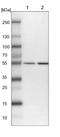 LanC Like 1 antibody, NBP1-81796, Novus Biologicals, Western Blot image 