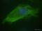 Sonic hedgehog protein antibody, ab50515, Abcam, Immunofluorescence image 