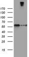 Semaphorin 3G antibody, TA811394, Origene, Western Blot image 