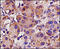 Angiotensinogen antibody, 251229, Abbiotec, Immunohistochemistry paraffin image 