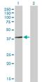 Armadillo Repeat Containing 1 antibody, H00055156-B01P, Novus Biologicals, Western Blot image 