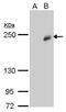 Methylcytosine dioxygenase TET3 antibody, MA5-27864, Invitrogen Antibodies, Western Blot image 