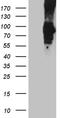 Proprotein Convertase Subtilisin/Kexin Type 9 antibody, CF811842, Origene, Western Blot image 