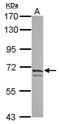 Potassium Voltage-Gated Channel Subfamily D Member 3 antibody, GTX117471, GeneTex, Western Blot image 