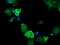 Cancer/Testis Antigen 1B antibody, LS-C174617, Lifespan Biosciences, Immunofluorescence image 