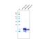 Podoplanin antibody, NBP2-36058, Novus Biologicals, Western Blot image 