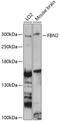 FBN2 antibody, 23-854, ProSci, Western Blot image 