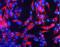 Fibrillarin antibody, 480009, Invitrogen Antibodies, Immunofluorescence image 