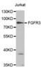Fibroblast Growth Factor Receptor 3 antibody, AHP2453, Bio-Rad (formerly AbD Serotec) , Western Blot image 