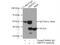 Mitochondrial Ribosomal Protein S22 antibody, 10984-1-AP, Proteintech Group, Immunoprecipitation image 