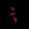 Prostaglandin I2 Receptor antibody, LS-C368482, Lifespan Biosciences, Immunofluorescence image 
