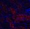 DNA Damage Inducible Transcript 4 antibody, 4495, ProSci, Immunofluorescence image 