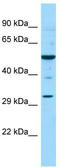 DAX1 antibody, TA332004, Origene, Western Blot image 