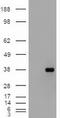 CD326 / EpCAM antibody, CF500054, Origene, Western Blot image 