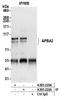 Amyloid Beta Precursor Protein Binding Family A Member 2 antibody, A305-222A, Bethyl Labs, Immunoprecipitation image 
