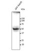 RAB35, Member RAS Oncogene Family antibody, orb334958, Biorbyt, Western Blot image 