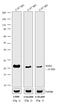 Mouse IgG (H+L) antibody, A15981, Invitrogen Antibodies, Western Blot image 