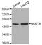 Nudix Hydrolase 6 antibody, MBS125404, MyBioSource, Western Blot image 