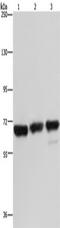 Phosphoenolpyruvate carboxykinase [GTP], mitochondrial antibody, TA350174, Origene, Western Blot image 