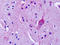 Metabotropic glutamate receptor 4 antibody, TA340941, Origene, Immunohistochemistry frozen image 