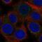 DDB1 And CUL4 Associated Factor 15 antibody, PA5-66989, Invitrogen Antibodies, Immunofluorescence image 