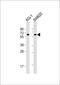 Muscarinic acetylcholine receptor M3 antibody, 61-332, ProSci, Western Blot image 