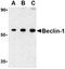 BECN1 antibody, ADI-905-721-100, Enzo Life Sciences, Western Blot image 
