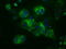 Nucleoside diphosphate kinase, mitochondrial antibody, TA501141, Origene, Immunofluorescence image 