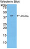 Mucin 6, Oligomeric Mucus/Gel-Forming antibody, LS-B13947, Lifespan Biosciences, Western Blot image 