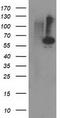 Protein Phosphatase, Mg2+/Mn2+ Dependent 1B antibody, TA502812S, Origene, Western Blot image 
