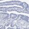 Myelin Oligodendrocyte Glycoprotein antibody, PA5-54531, Invitrogen Antibodies, Immunohistochemistry paraffin image 