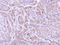 Flavin Containing Dimethylaniline Monoxygenase 2 antibody, LS-C186110, Lifespan Biosciences, Immunohistochemistry frozen image 