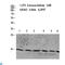 Histone H2B antibody, LS-C813873, Lifespan Biosciences, Western Blot image 