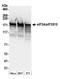 Centrosomin antibody, A302-003A, Bethyl Labs, Western Blot image 