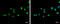 Zinc Finger Protein 181 antibody, GTX118129, GeneTex, Immunocytochemistry image 